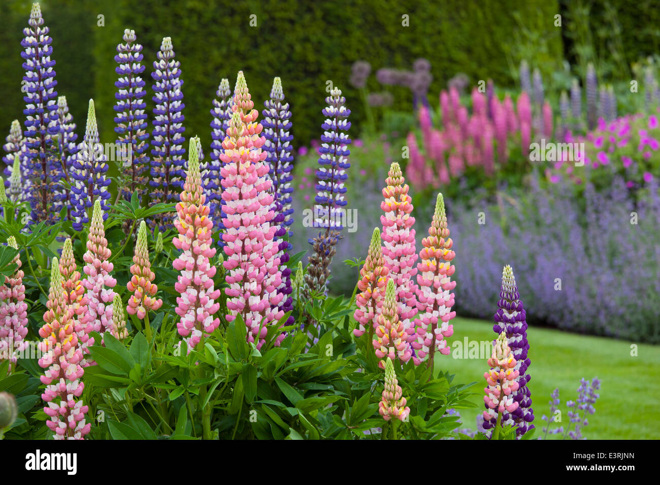 Lupins growing in herbaceous border Norfolk Garden June Stock Photo