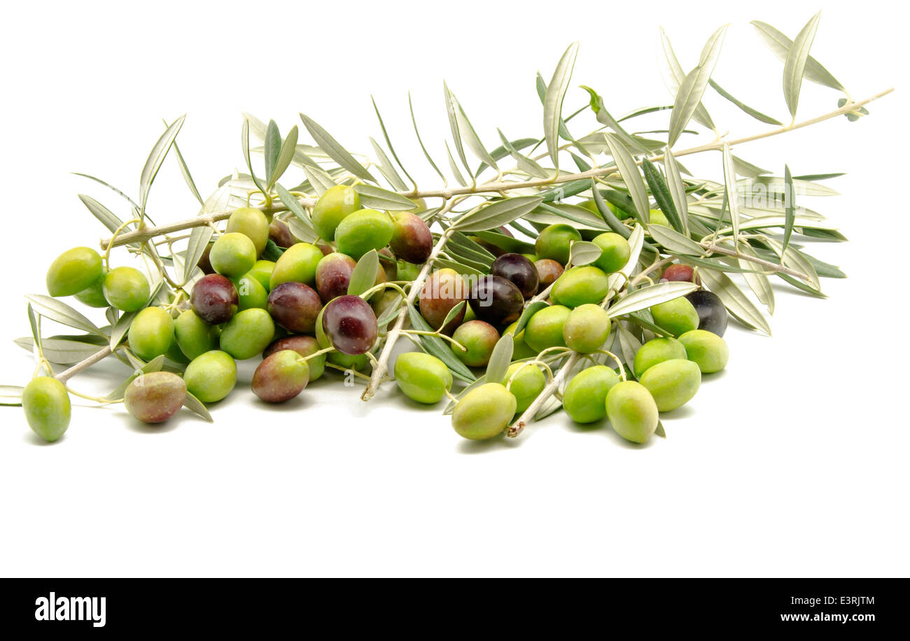 Freshly harvested olives Stock Photo - Alamy