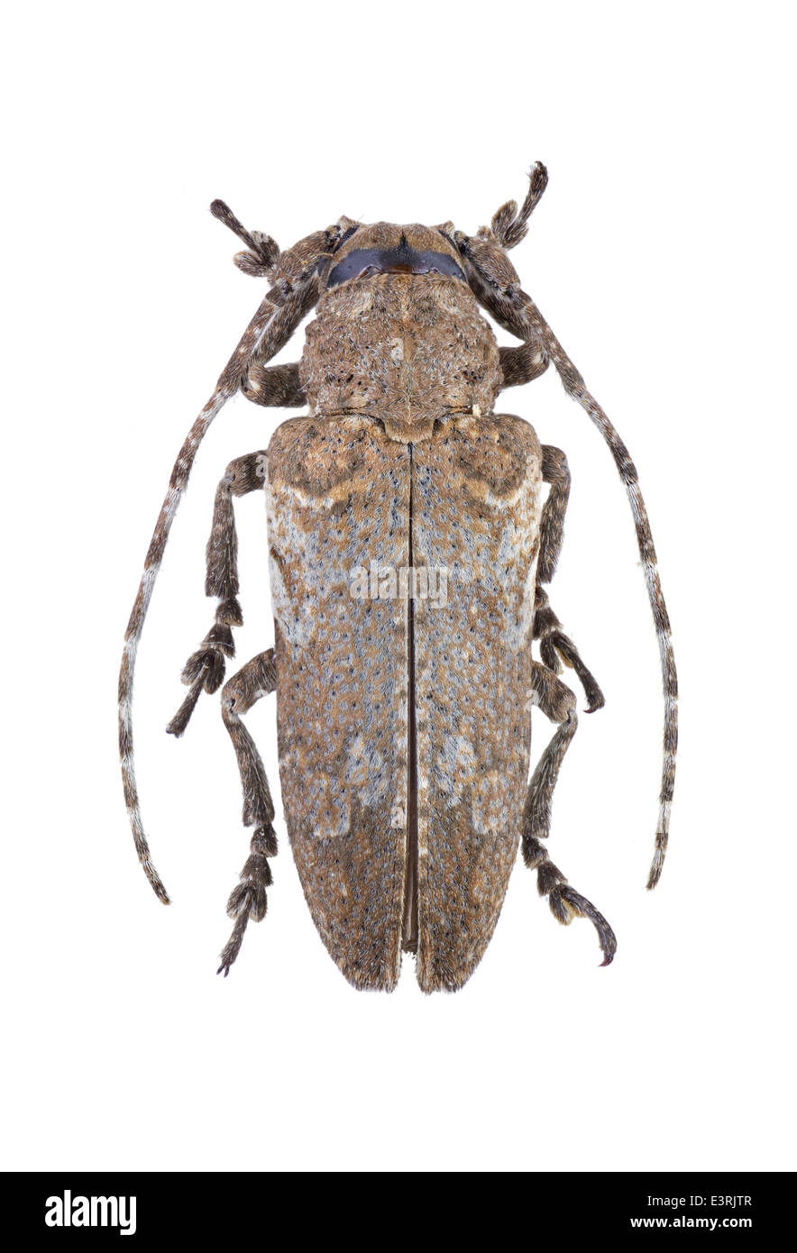 Coleoptera; cerambycidae; Niphona picticornis; Mulsant 1839; L: 20 mm Stock Photo