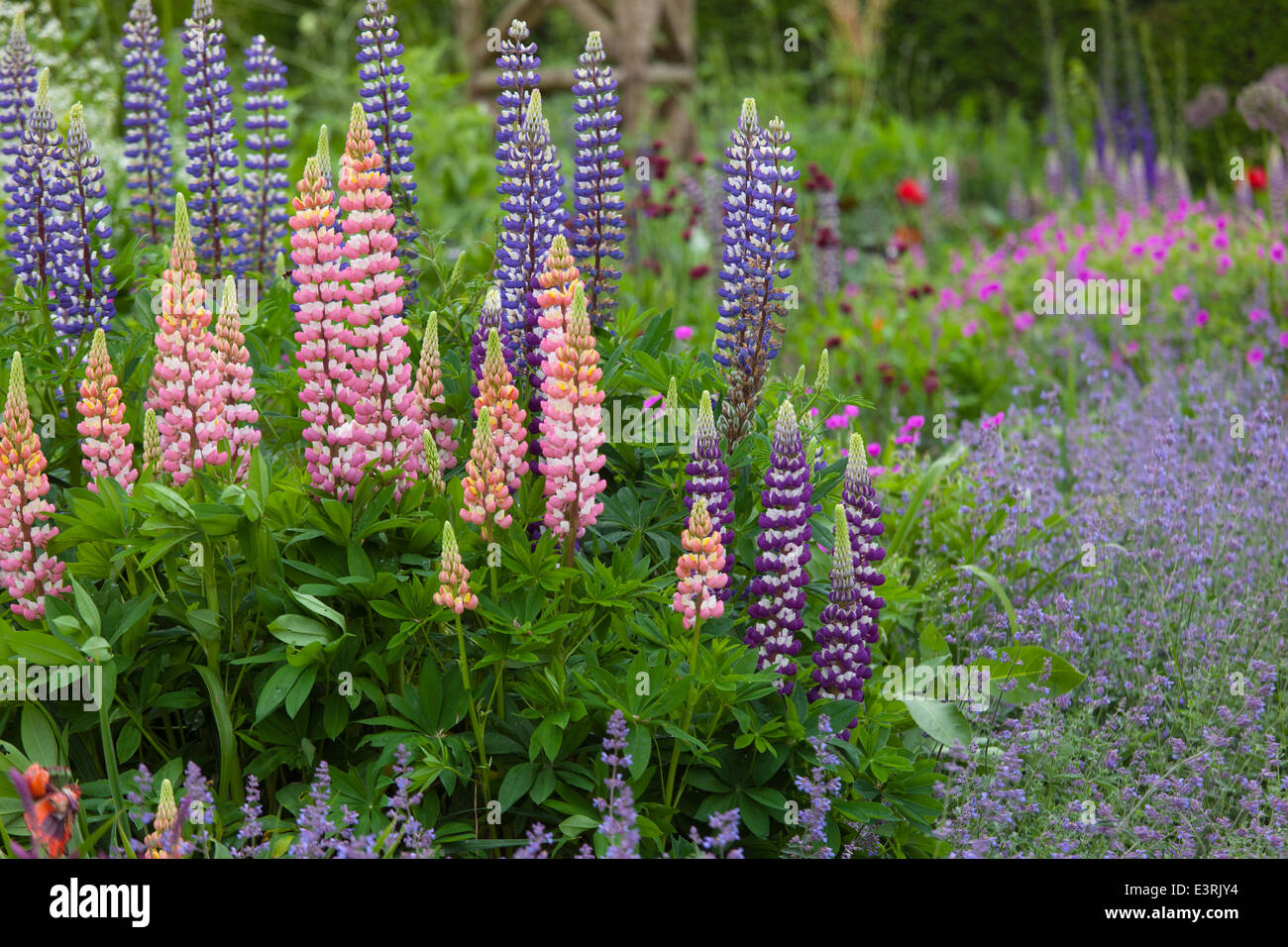 Lupins growing in herbaceous border Norfolk Garden June Stock Photo