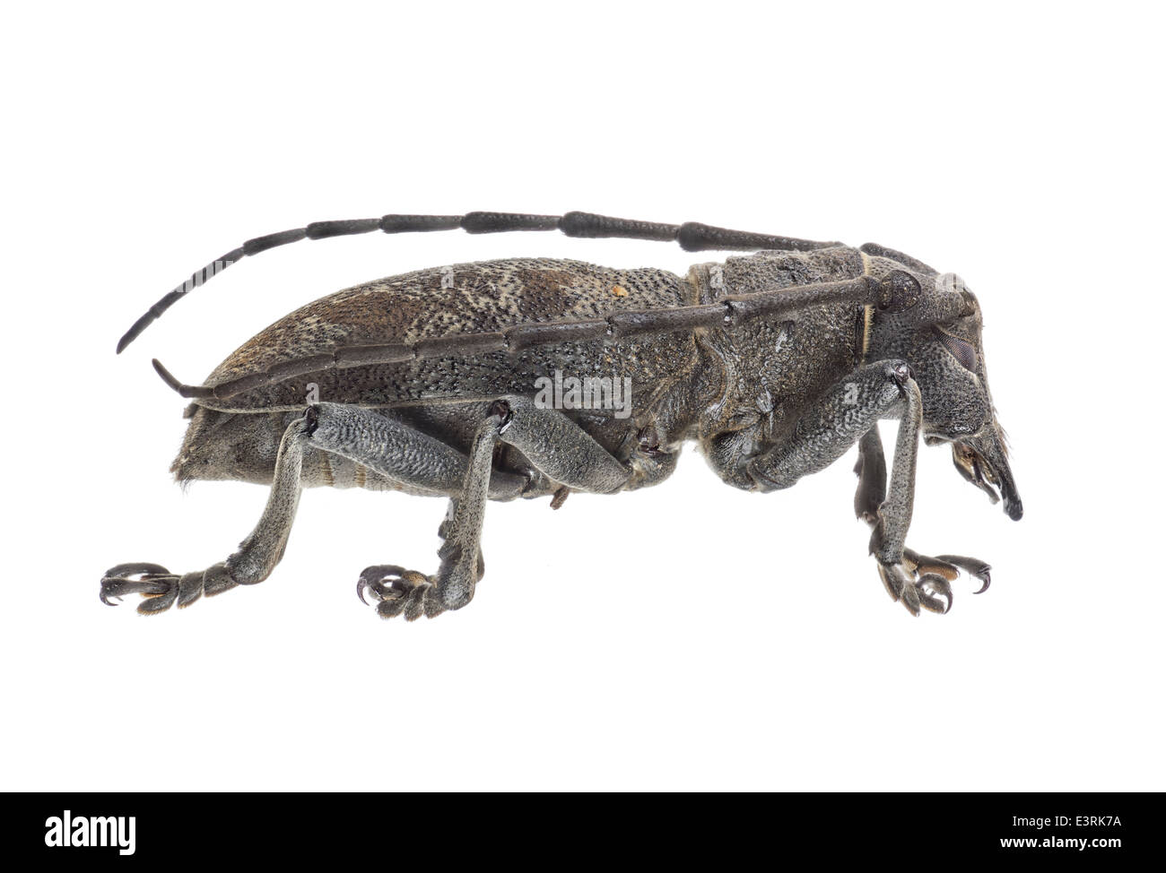 Coleoptera; Cerambycidae; Morimus asper; male; Schulzer 1776; Phrissomini; L: 80mm Stock Photo