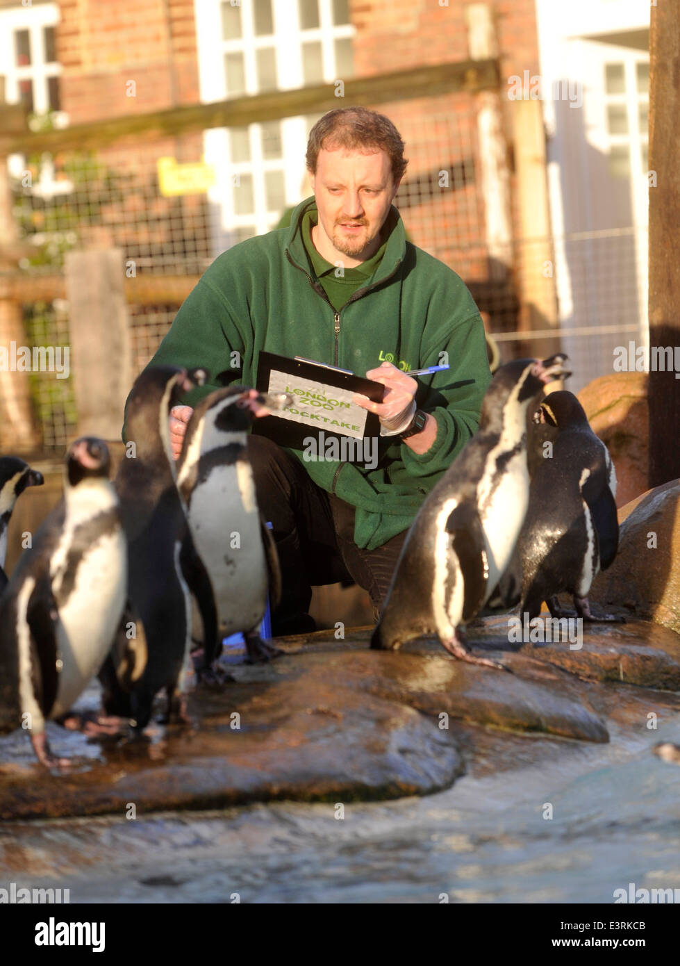 ZSL Whipsnade Zoos annual weigh-in 27th aug 2013 Stock Photo - Alamy