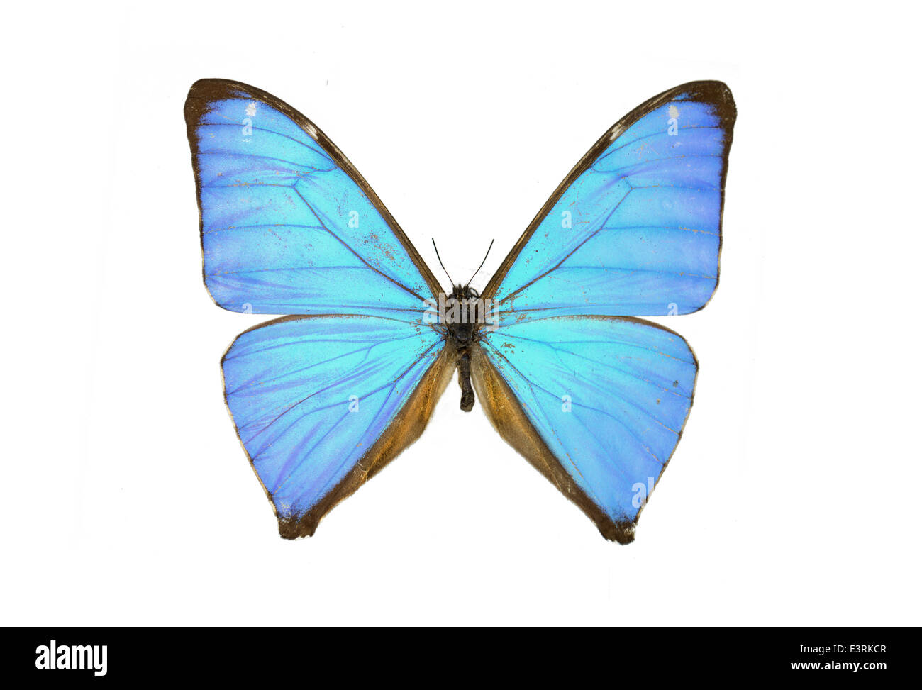 Aega morpho hi-res stock photography and images - Alamy