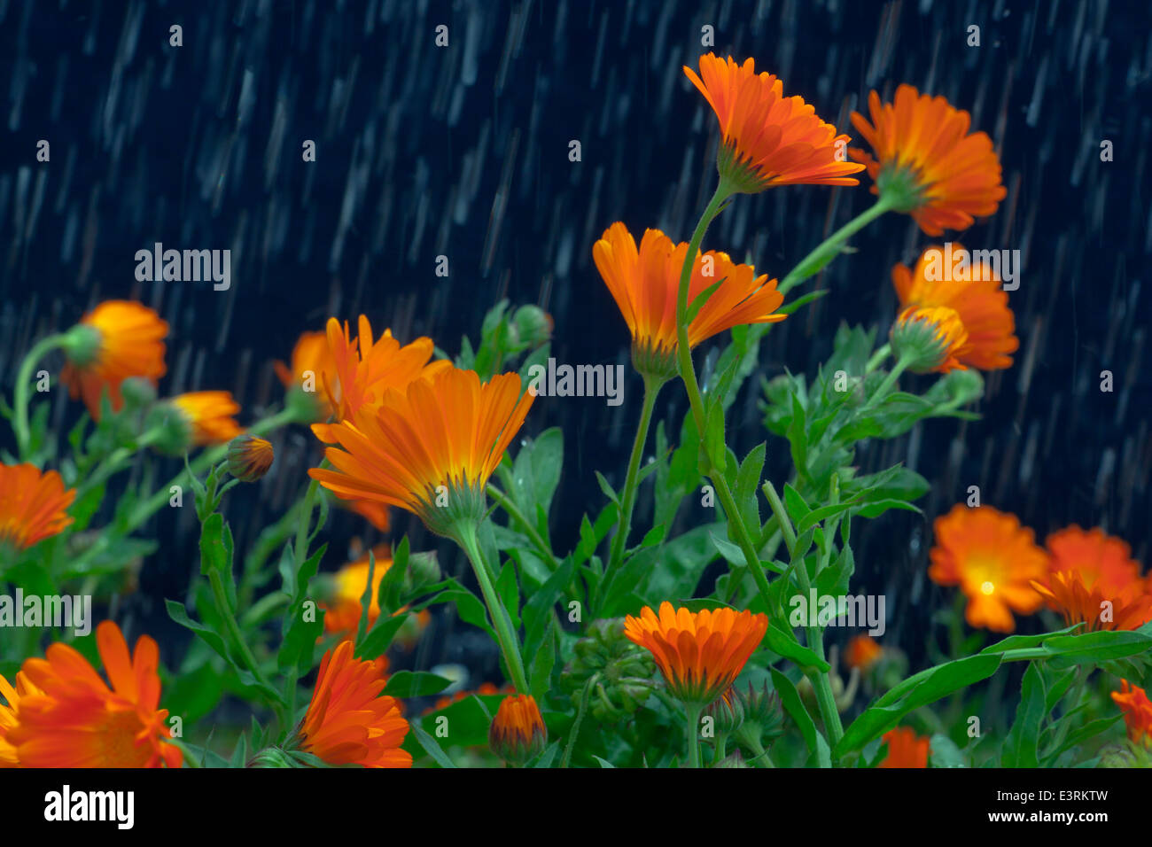 Marigolds in Spring Shower June Norfolk Stock Photo