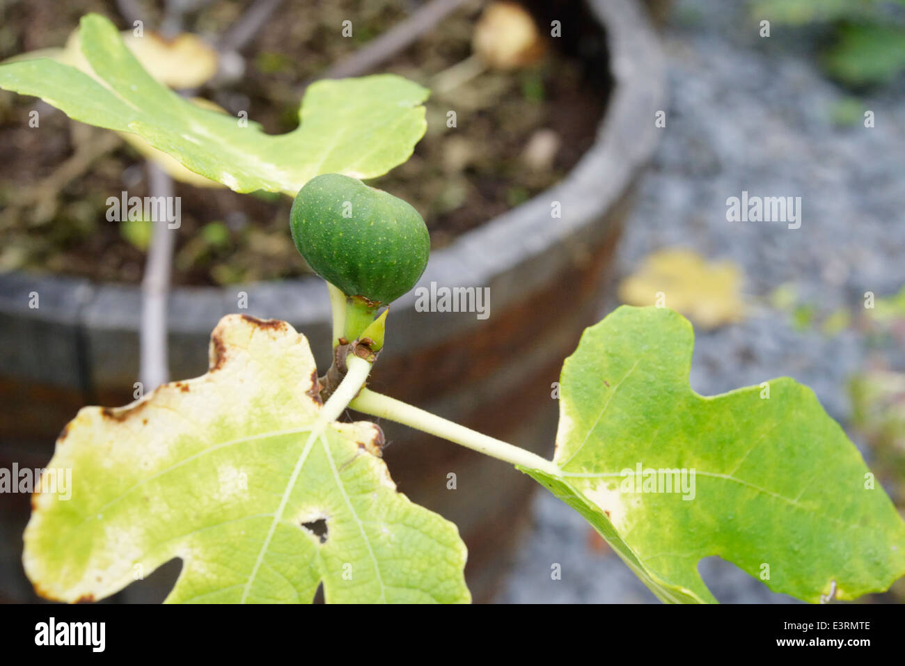 Ficus carica, pot grown Fig "Brunswick" with young fruit in Autumn ...