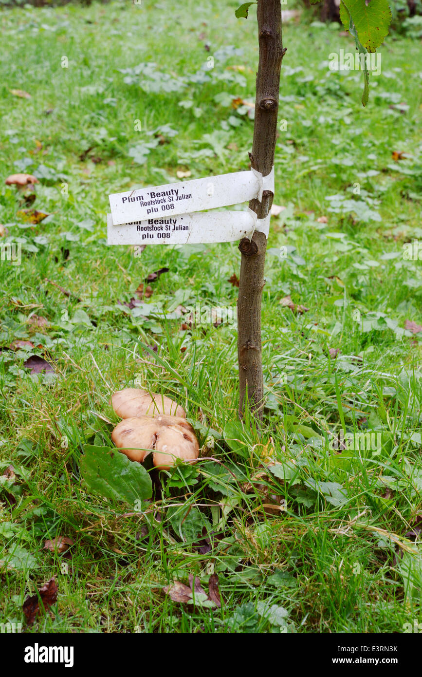 Armillaria, Honey fungus growing near a young plum tree, Wales, UK. Stock Photo