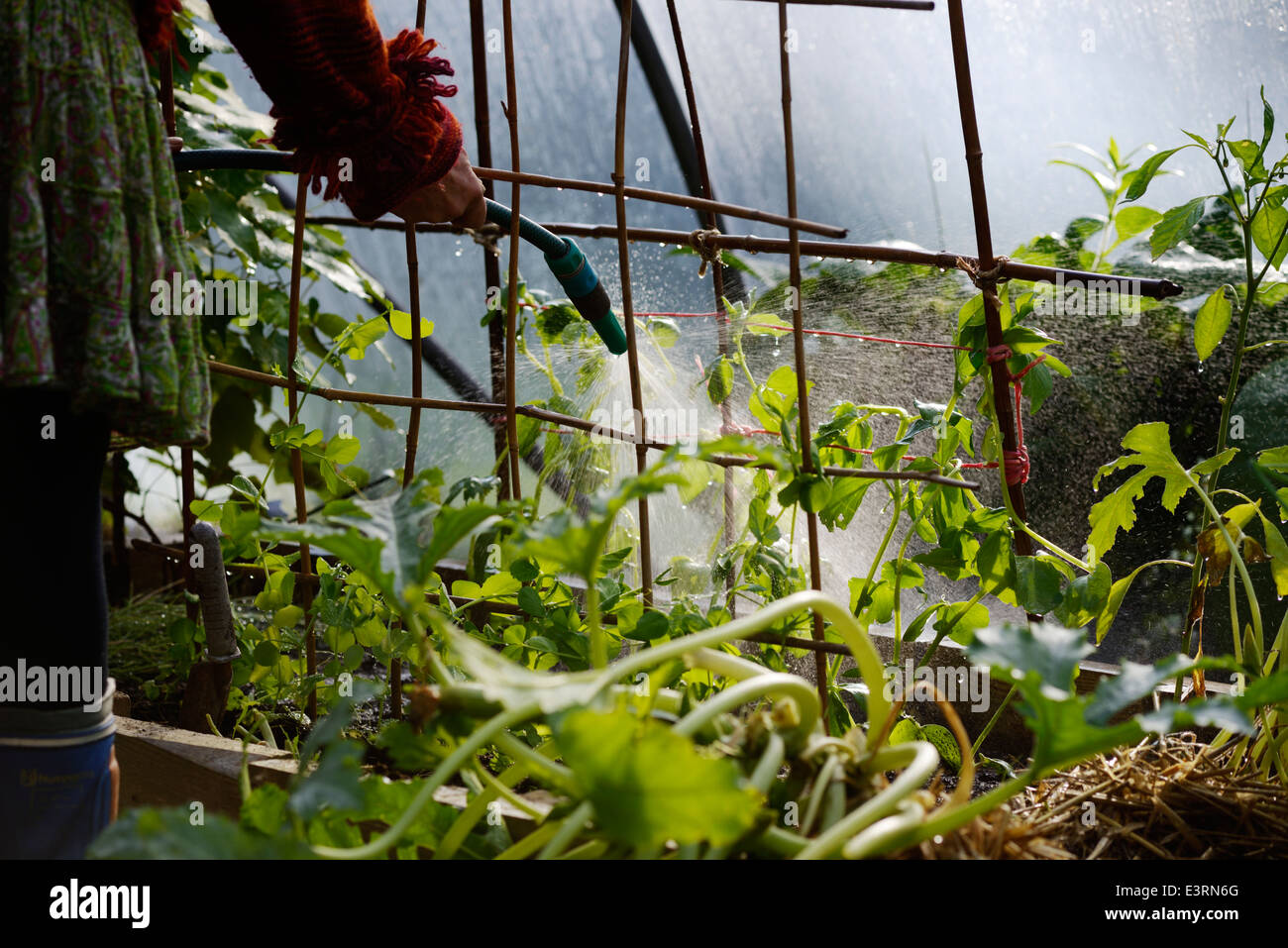 Overwintering peas hires stock photography and images Alamy