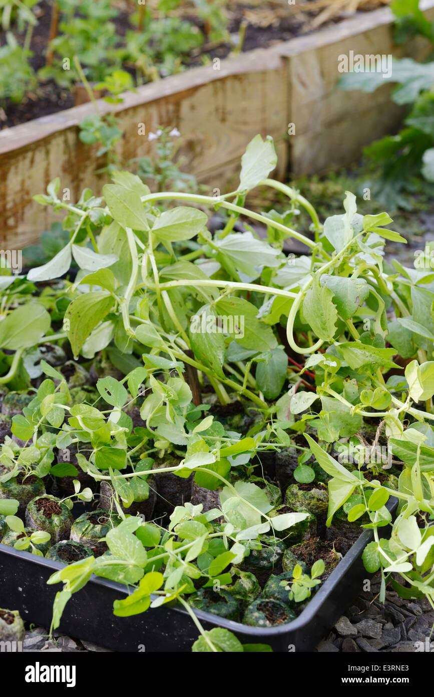 Broad beans plant hi-res stock photography and images - Alamy