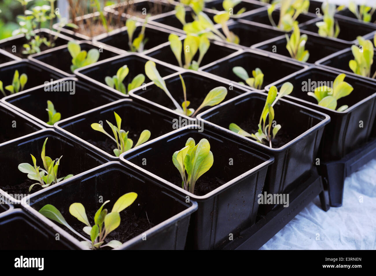 Young lettuce plants in pots in Autumn for overwintering in a