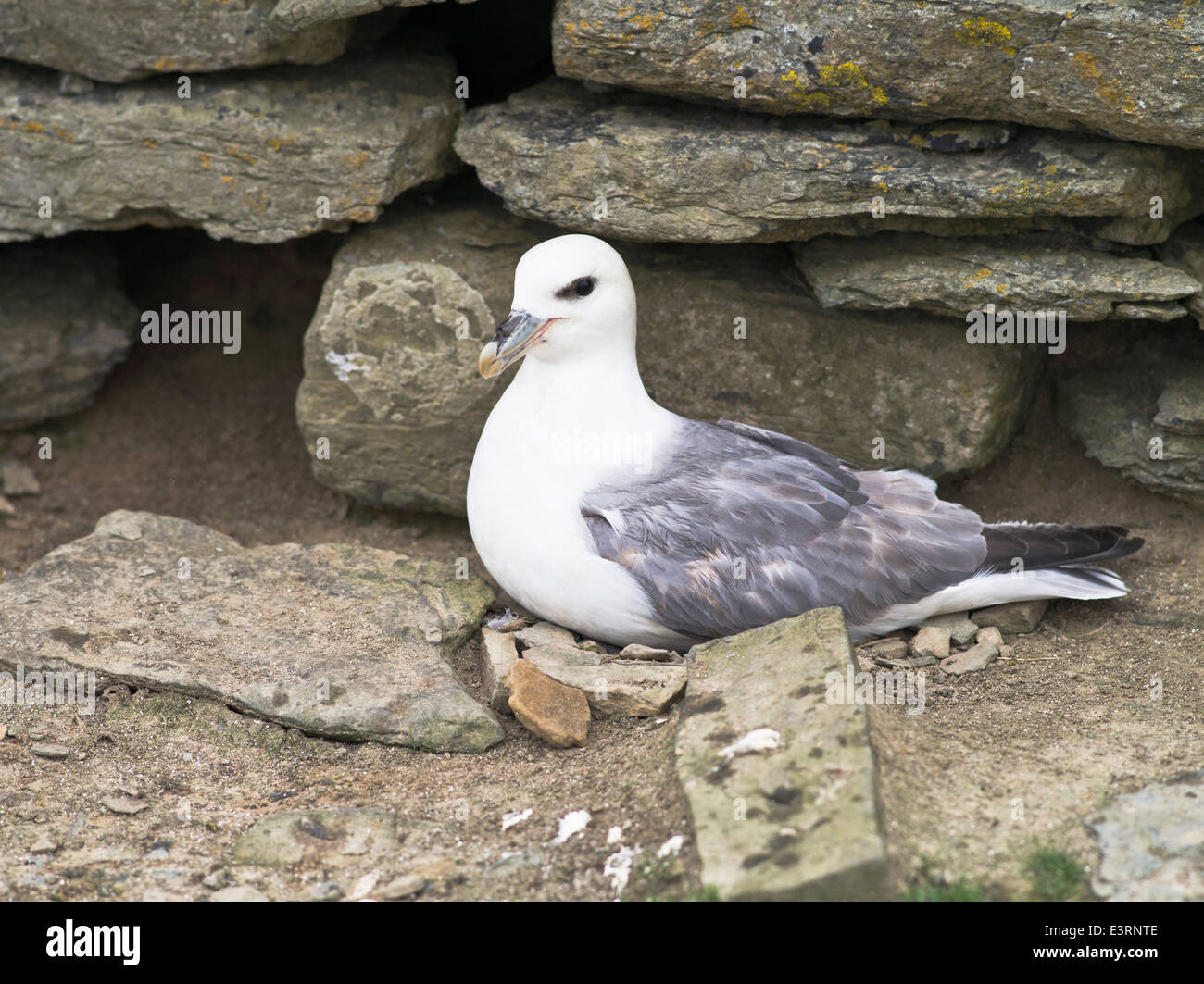 dh Fulmar BIRD UK Nesting Fulmar bird North Ronaldsay Orkney seabird birds Stock Photo