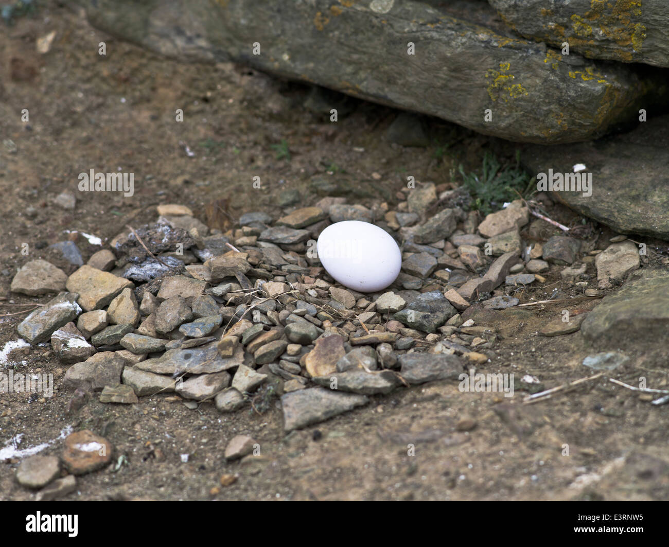 dh Fulmar BIRDS UK Fulmar birds egg North Ronaldsay Orkney eggs nests