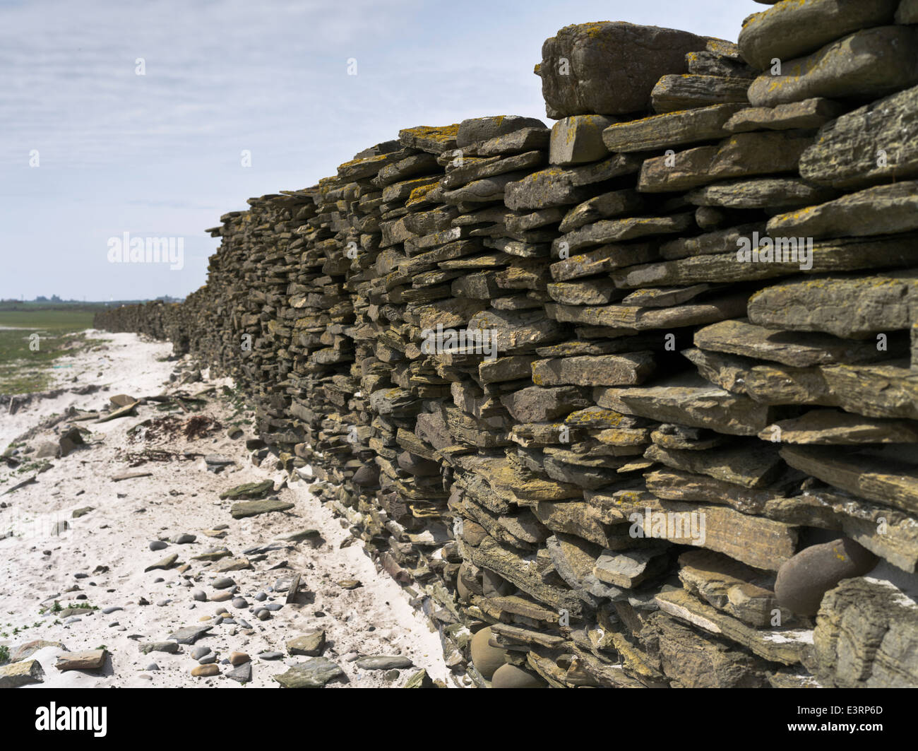 dh  NORTH RONALDSAY ORKNEY Dry stane dyke stone wall to keep sheep on seashore Stock Photo