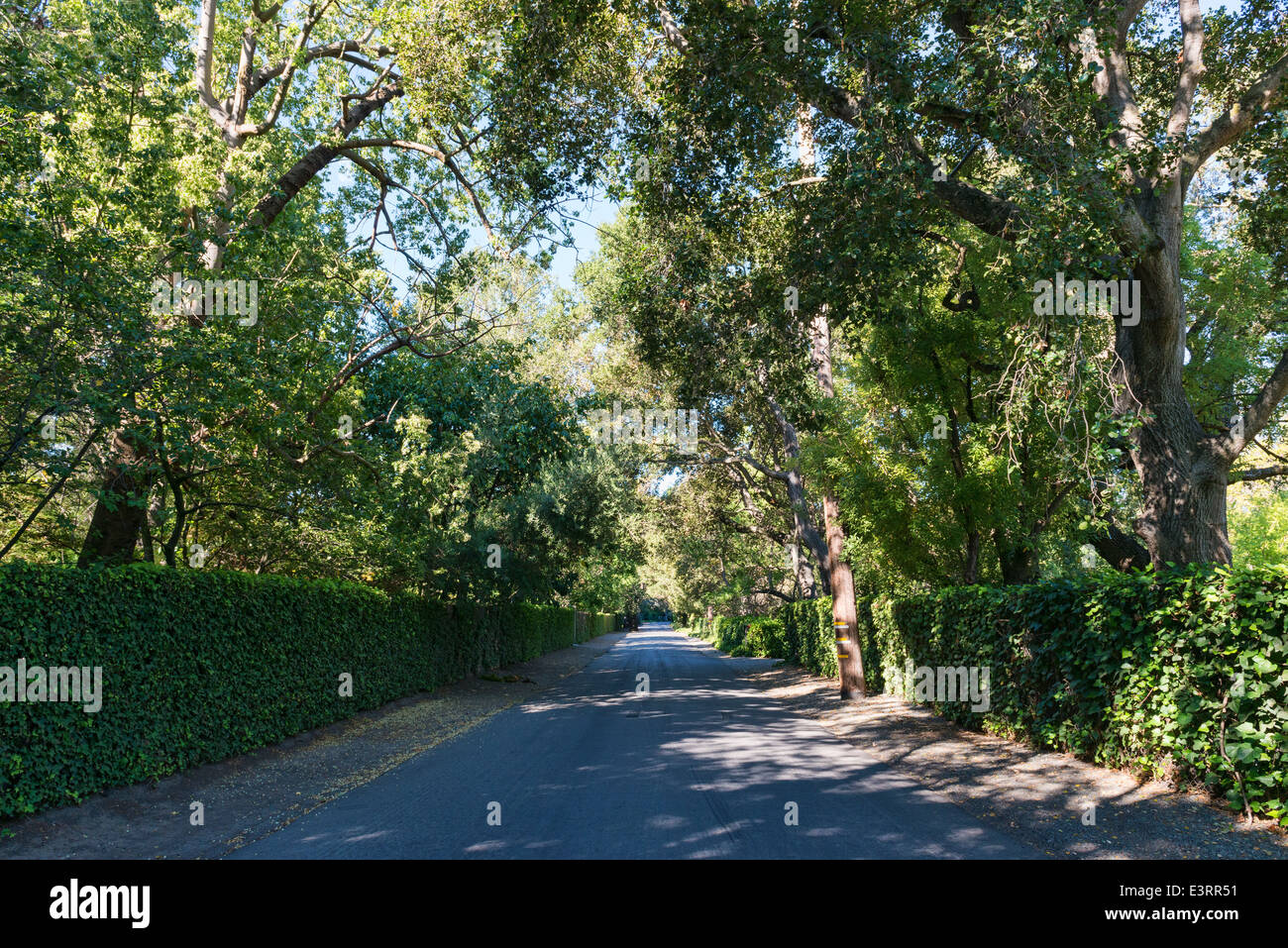 Shady lane on a sunny day, Atherton, California Stock Photo Alamy