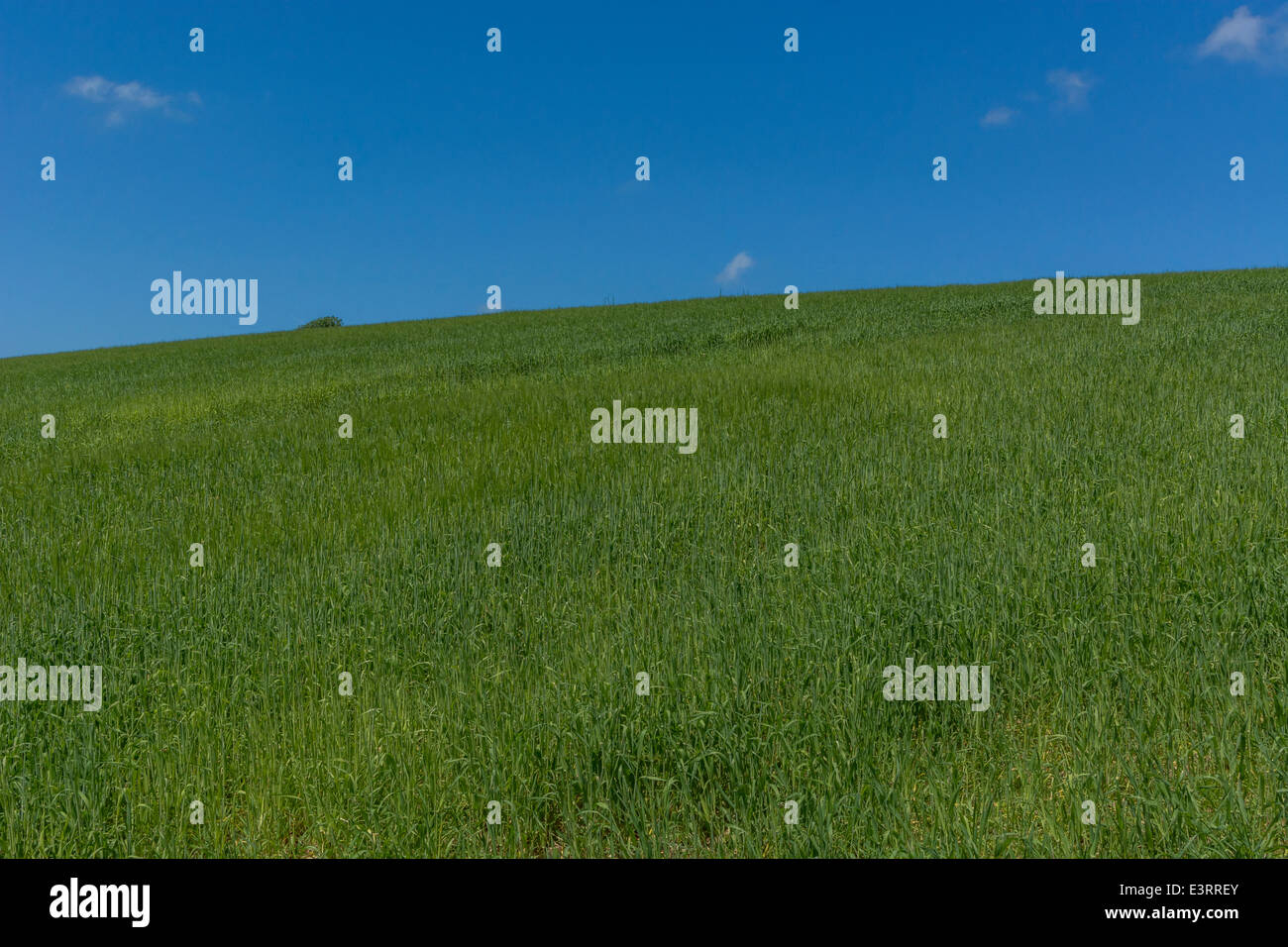 English Cereal Farming High Resolution Stock Photography and Images Alamy