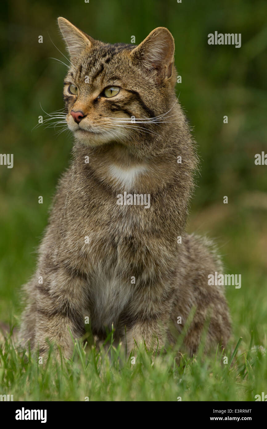 European Wildcat Felis Silvestris Silvestris Stock Photo Alamy