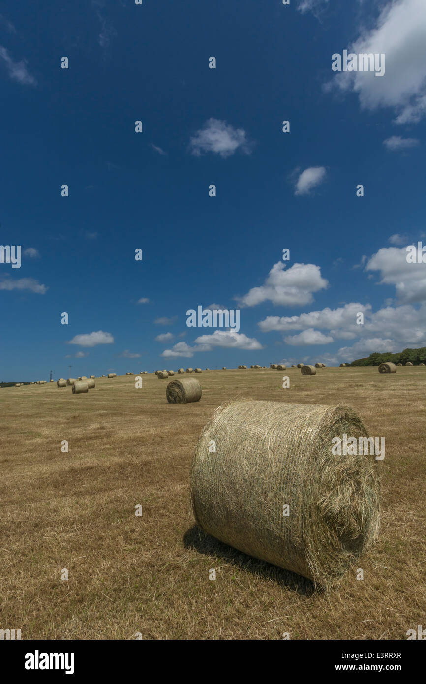 Bales of hay crop straw (as opposed to that of cereal crop). Focus on front bale. Stock Photo