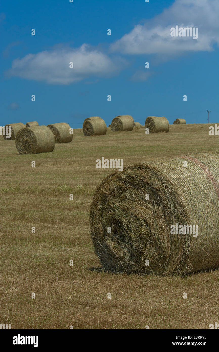 Bales of hay crop straw (as opposed to that of cereal crop). Focus on front bale and immediate grass - background bales soften. Stock Photo