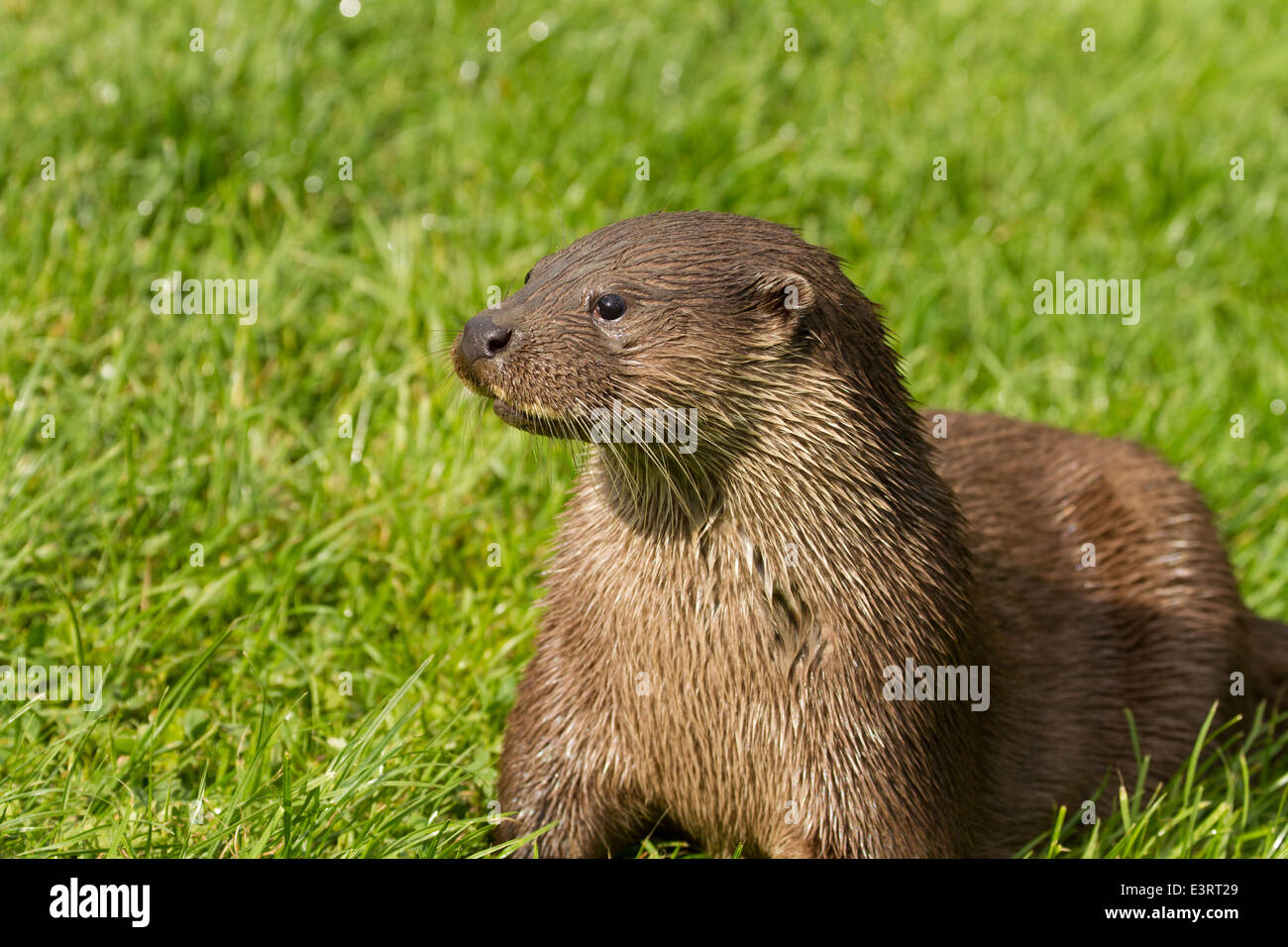 European Otter (Lutra lutra) Stock Photo
