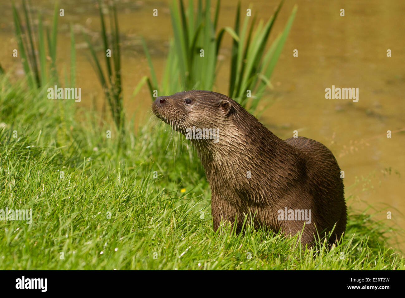 European Otter (Lutra lutra) Stock Photo