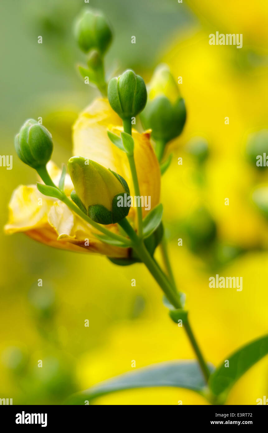 Flower in garden, closeup Stock Photo