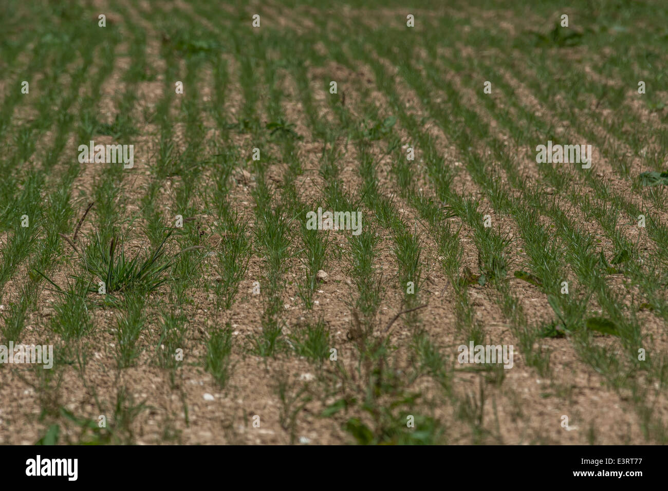 Early growth / shoots of cereal crop Zea mays. For food security