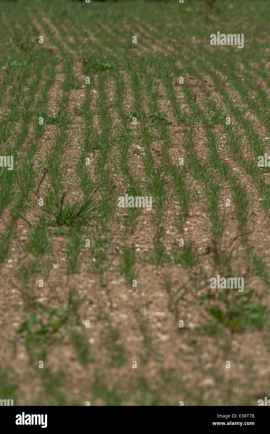 Early growth / shoots of cereal crop Zea mays. For food security