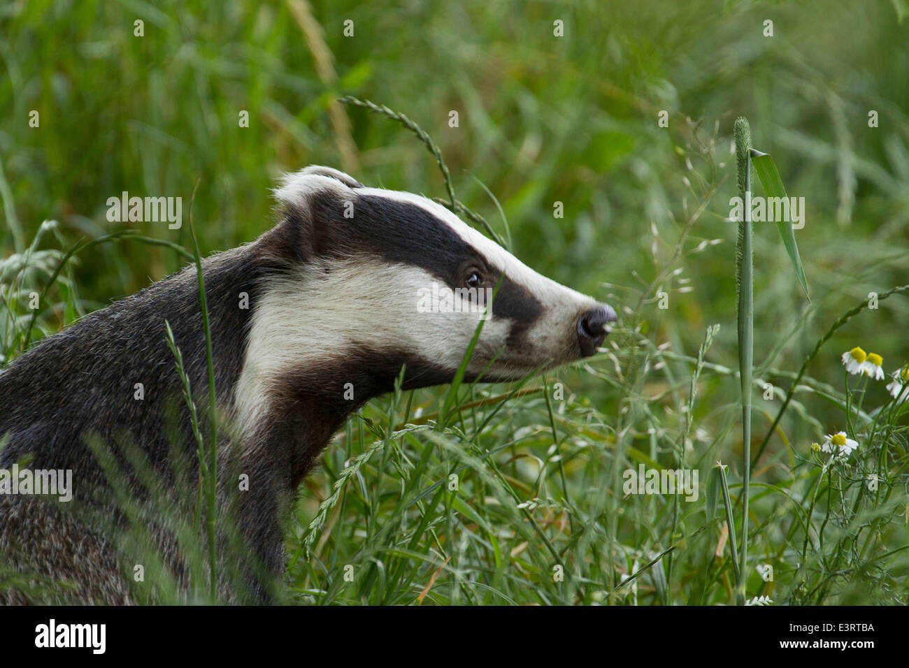 European Badger (Meles meles) Stock Photo