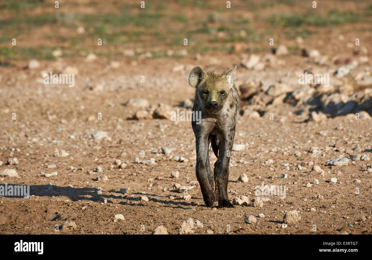 Spotted hyena, Crocuta crocuta, Kgalagadi Transfrontier Park, Kalahari, South Africa, Botswana, Africa Stock Photo