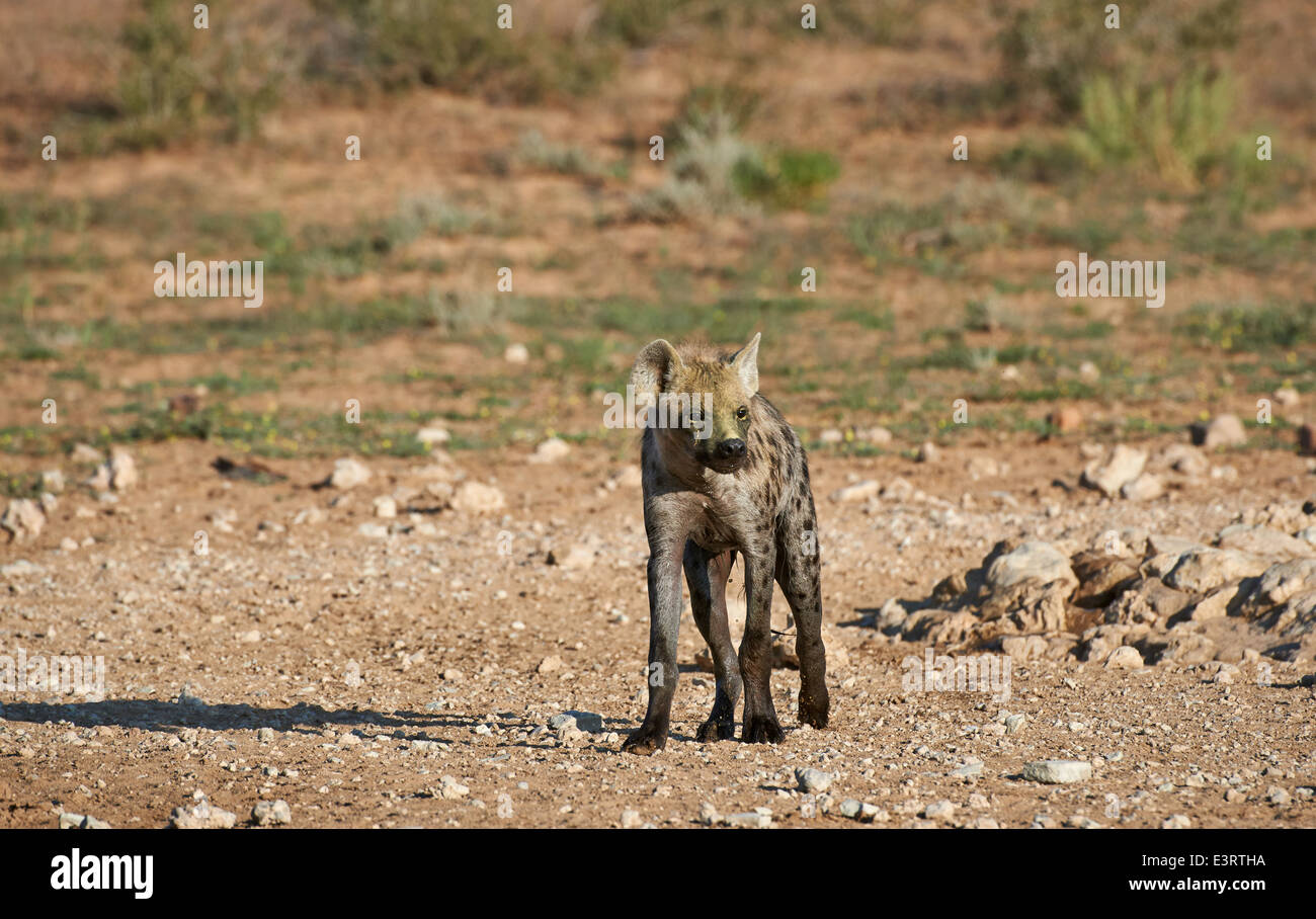 Spotted hyena, Crocuta crocuta, Kgalagadi Transfrontier Park, Kalahari, South Africa, Botswana, Africa Stock Photo