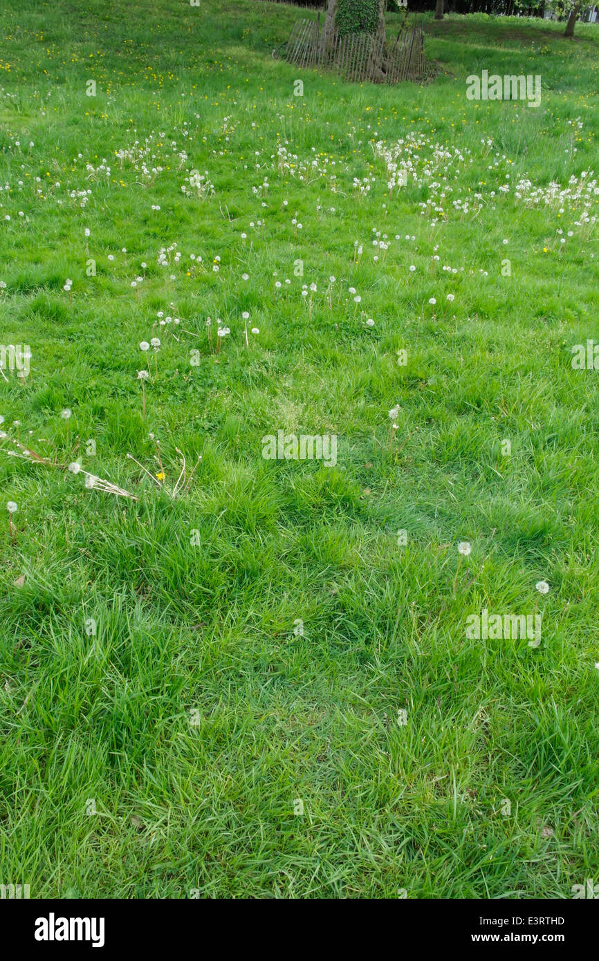 Green field of grass and dandelion weeds with white puffy seed heads Stock Photo