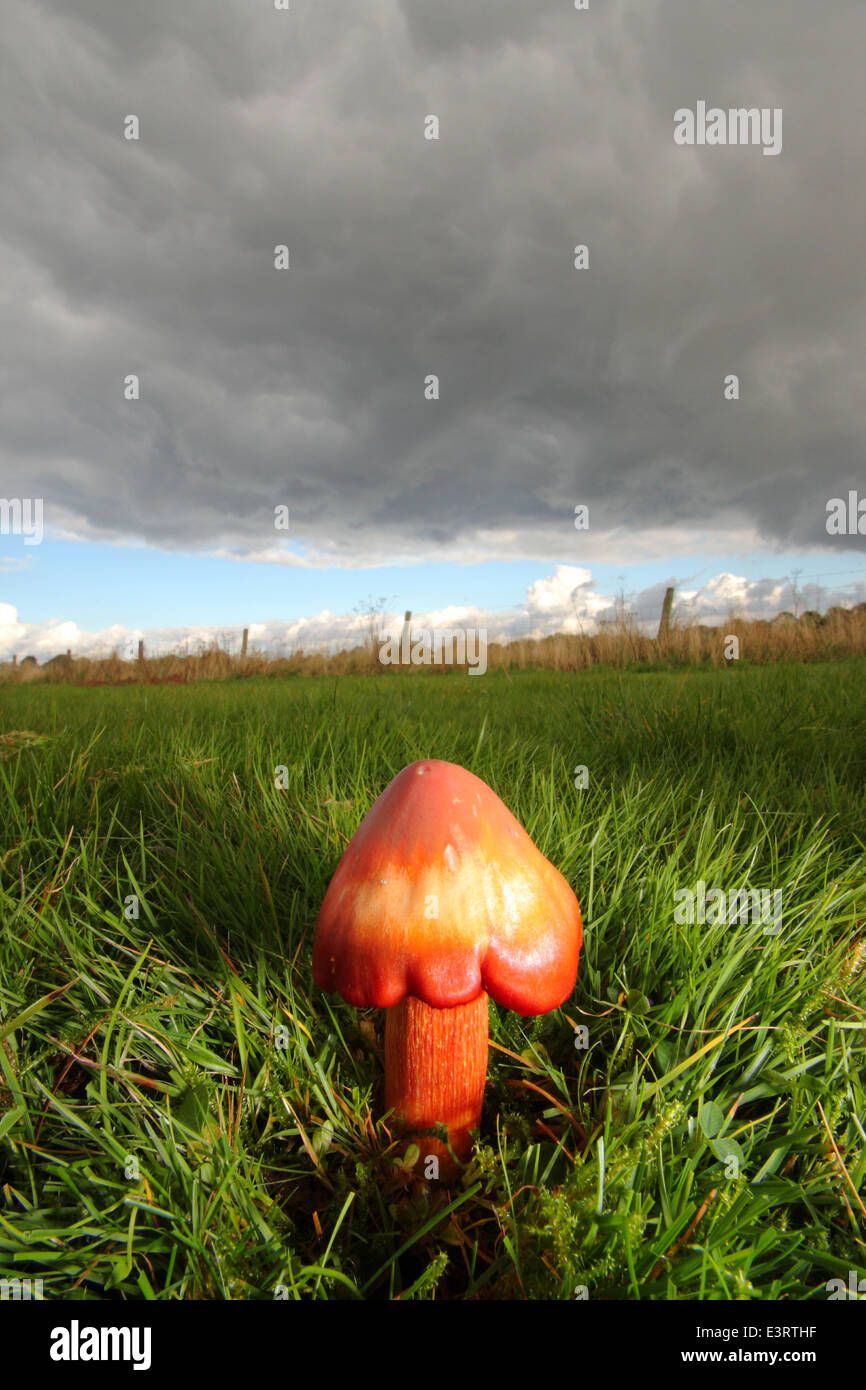 Witches Cap (hygrocybe conicoides) waxcap fungi grows in short grass beneath a stormy sky , Derbyshire, England,UK Stock Photo