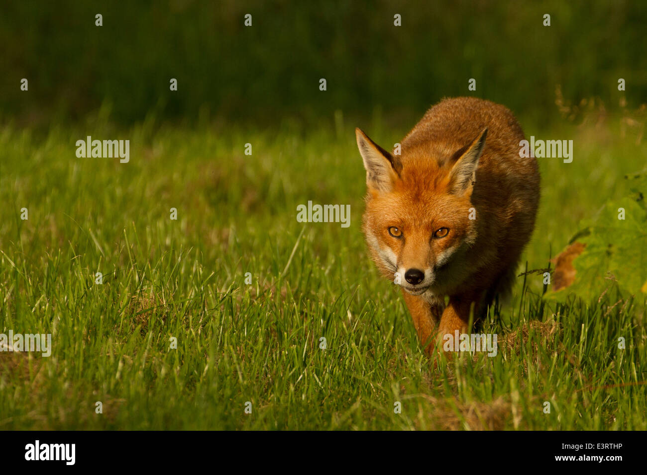 European Red Fox (Vulpes vulpes) Stock Photo
