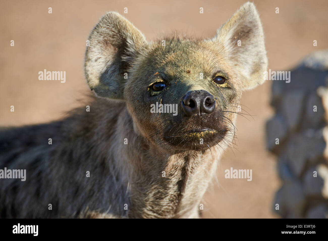 Spotted hyena, Crocuta crocuta, Kgalagadi Transfrontier Park, Kalahari, South Africa, Botswana, Africa Stock Photo