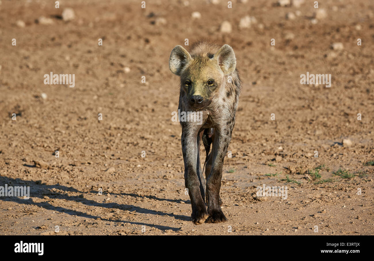 Spotted hyena, Crocuta crocuta, Kgalagadi Transfrontier Park, Kalahari, South Africa, Botswana, Africa Stock Photo