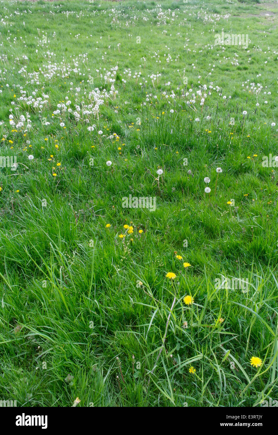 Field of long green blades of grass and yellow dandelion flowers and fluffy white seed heads. Stock Photo