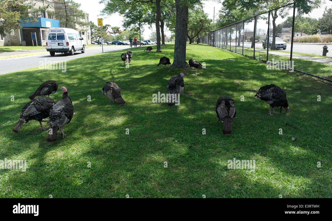 Turkeys Roaming New York City Wild turkeys roaming free and grazing on lawn of hospital ...