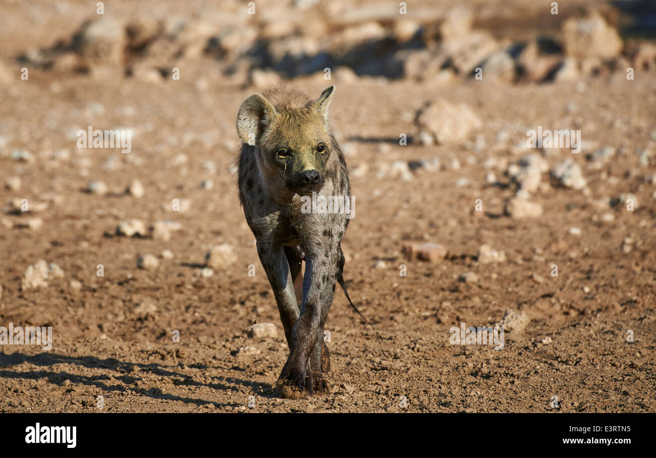 Spotted hyena, Crocuta crocuta, Kgalagadi Transfrontier Park, Kalahari, South Africa, Botswana, Africa Stock Photo
