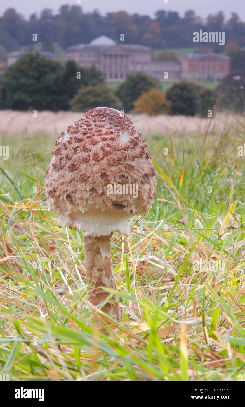 A parasol mushroom (macrolepiota procera) grows on grassland field looking to Kedleston Hall, Derbyshire, England, UK - autumn Stock Photo