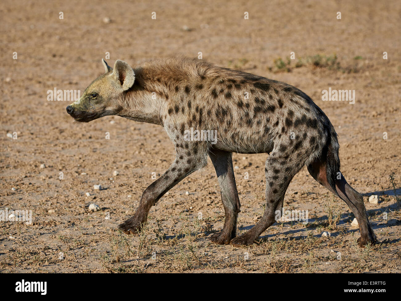 Spotted hyena, Crocuta crocuta, Kgalagadi Transfrontier Park, Kalahari, South Africa, Botswana, Africa Stock Photo