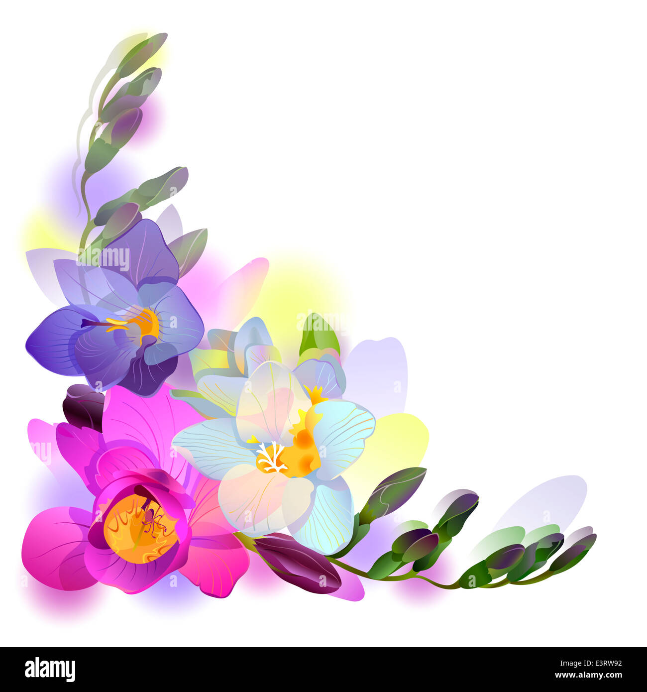 Greeting background with freesia flowers Stock Photo