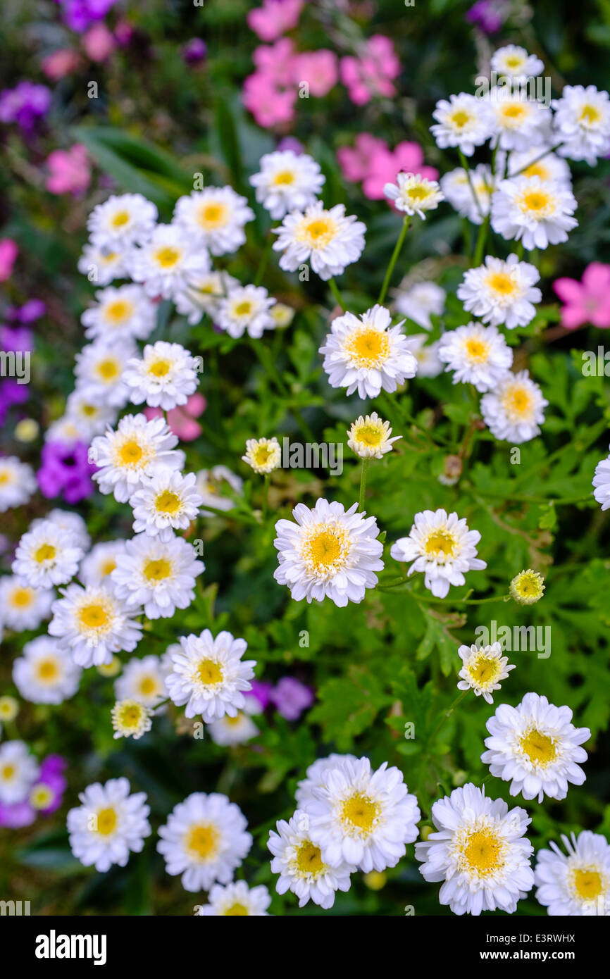 Tanacetum parthenium (feverfew) Stock Photo