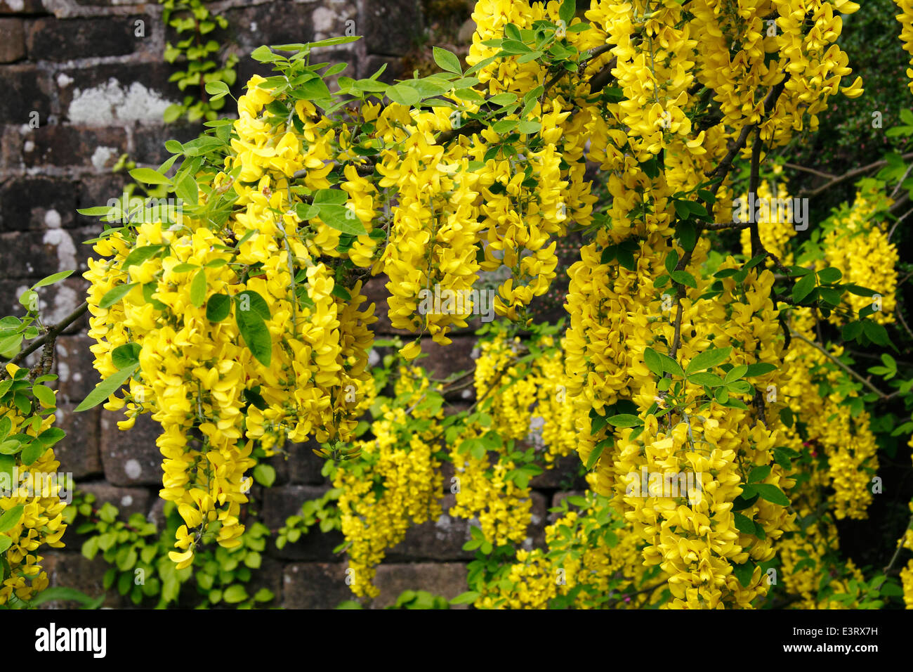 Golden chain tree hires stock photography and images Alamy
