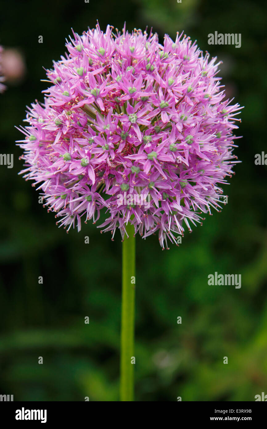 Ornamental onion, or allium - close up, England, UK Stock Photo