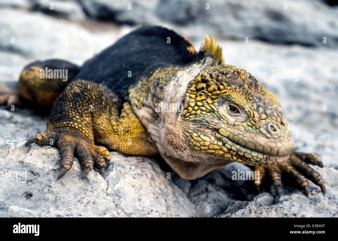 A portrait of the scaly-skinned Galapagos land iguana on South Plaza Island in the Galapagos Islands, a province of Ecuador, South America. Stock Photo