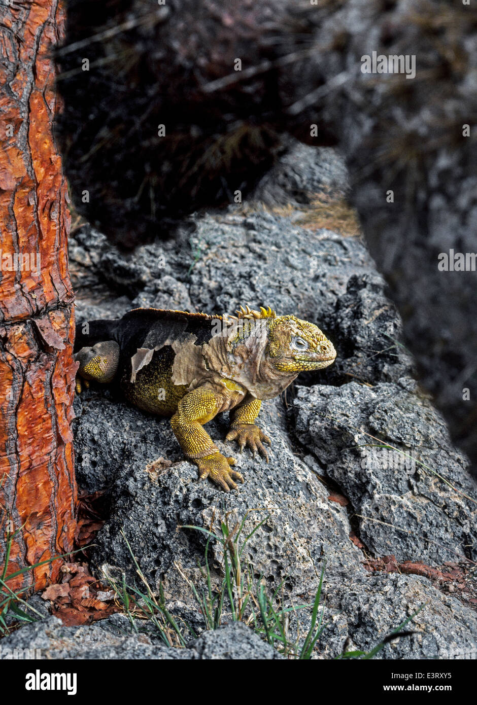 A scaly Galapagos land iguana that is shedding its skin crawls on South Plaza Island in the Galapagos Islands, a province of Ecuador, South America. Stock Photo