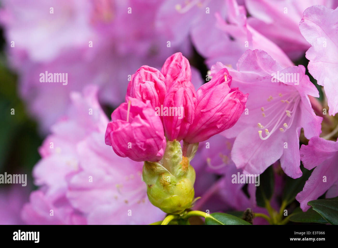 Rhododendron 'Hatsu-giri' flowers. Stock Photo
