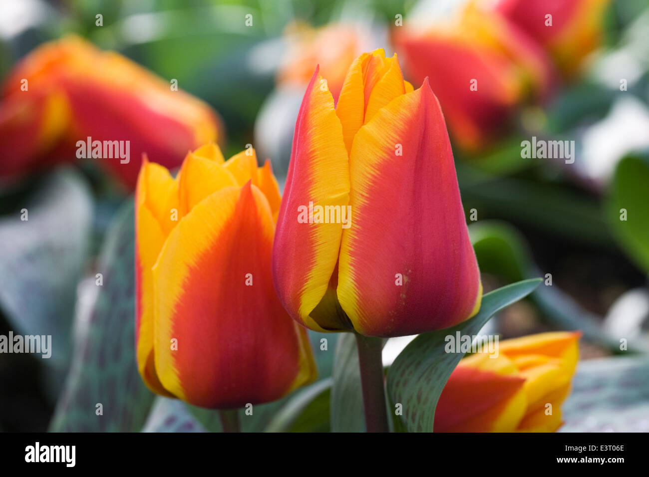 Tulipa 'German Flag'. Red and Yellow Tulip in a Spring garden. Stock Photo