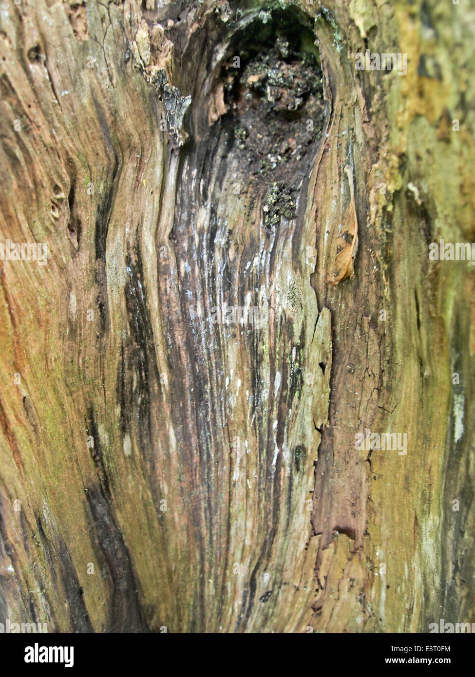 Rotted apple tree trunk Stock Photo