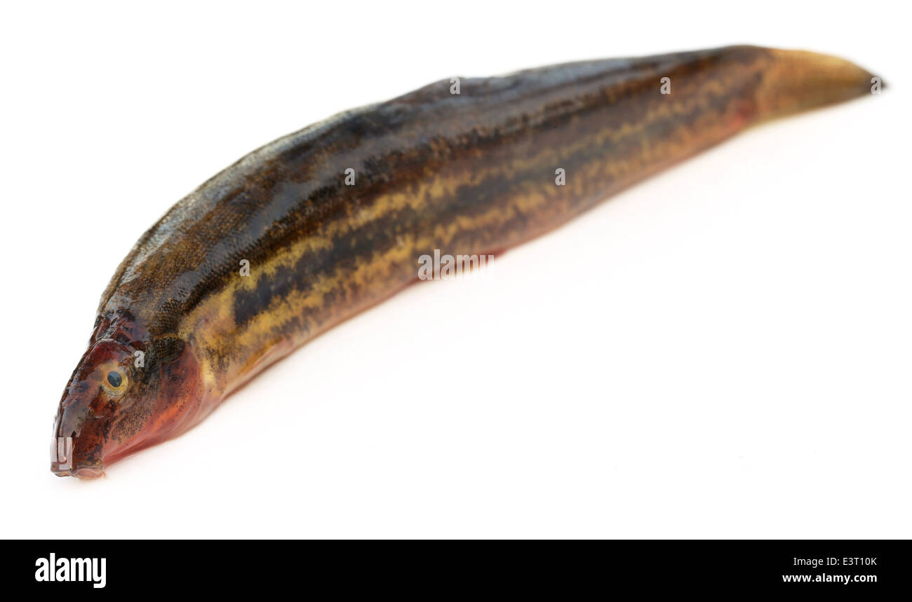 Annaldale Loach or gutum fish of Bangladesh over white background Stock Photo