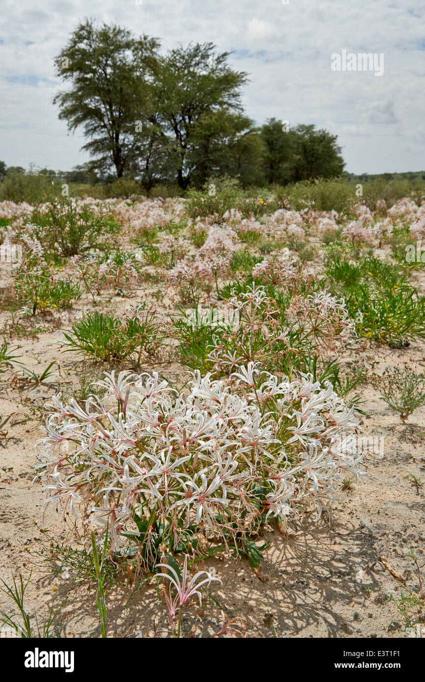 lily flower in landscape, vleililie, Nerine laticoma, Kgalagadi Transfrontier Park, Kalahari, South Africa, Botswana, Africa Stock Photo